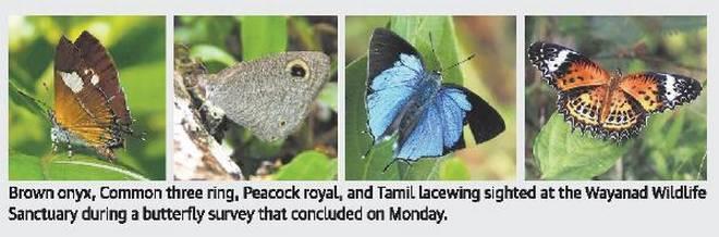 Image result for The Western Ghats still home to a rainbow of butterflies