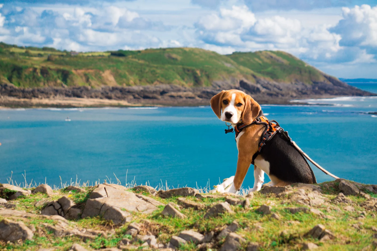 What is a Beagle Dog?
