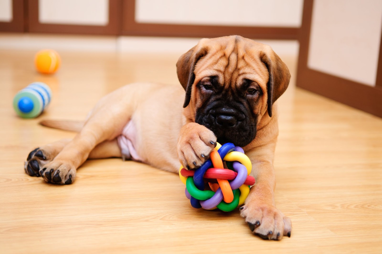 keeping your puppy busy