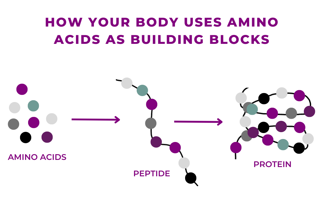 Graphic showing amino acids convert to peptides which converts to protein | Macros Inc