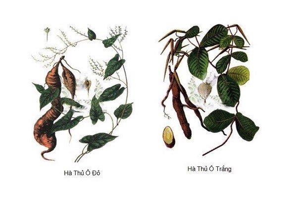 Dầu gội thảo dược hà thủ ô khắc phục tình trạng tóc bạc sớm hiệu quả tại nhà