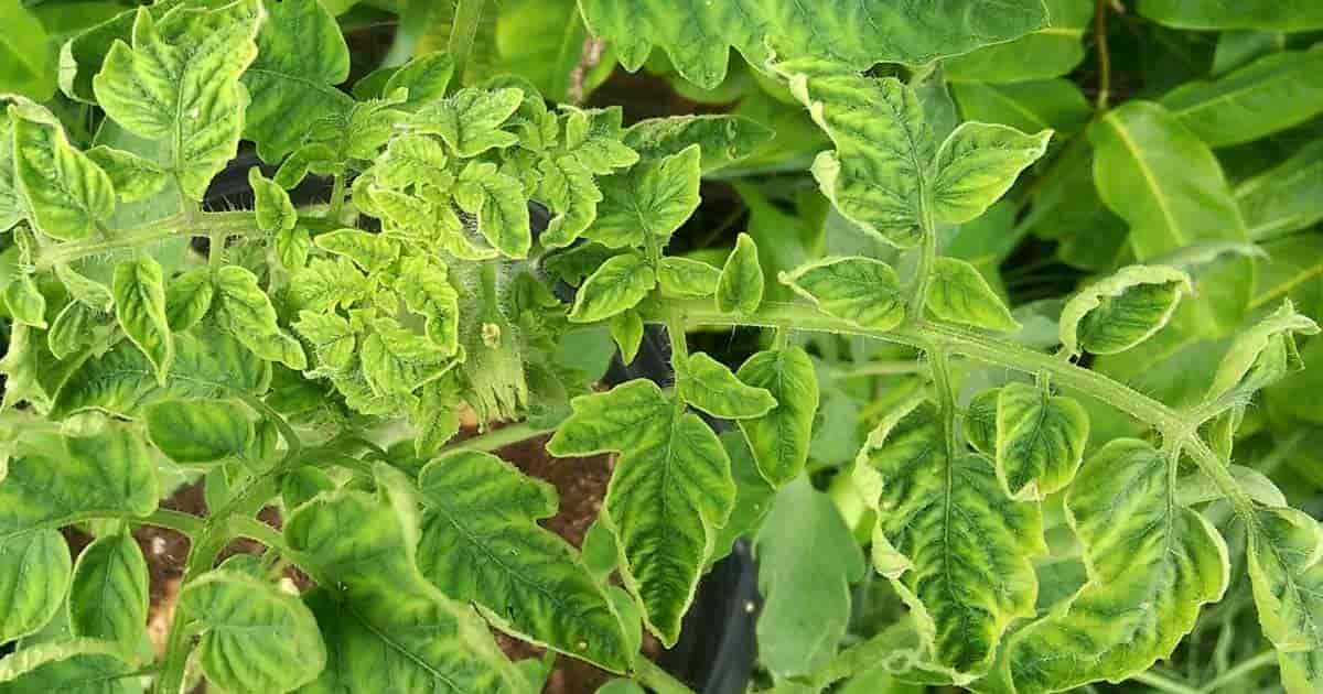 Paste for Skin Infections and Wounds