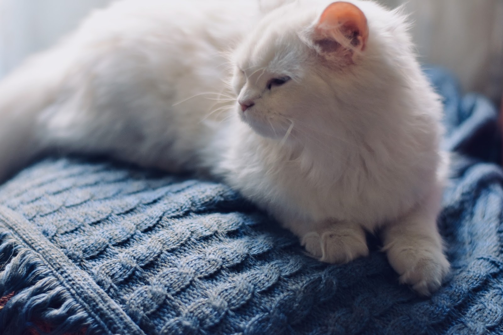 snowball the cat changed history and forensics