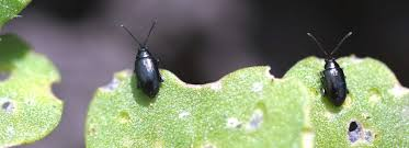 The flea beetle is common in pest or vegetable gardens. To control these type of insects you can try a and keep a leaf litter to a minimum and remove any plant debris. 