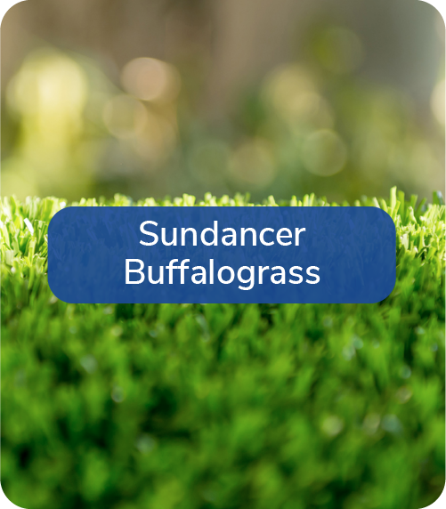 sundancer buffalograss