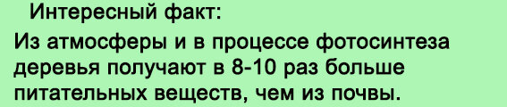 Почему деревья зимой не замерзают?