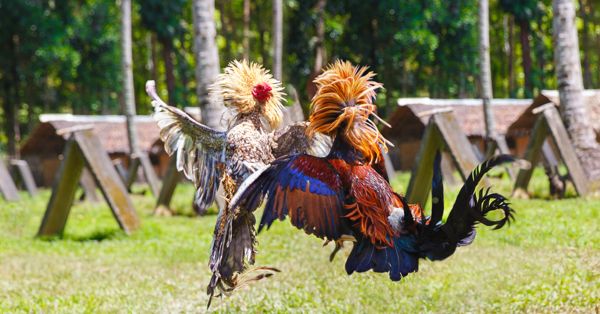 The money in online sabong isn’t just betting on the winning rooster. You can make a lot of cash by raising strong gamefowls that are fit to fight in the arena.