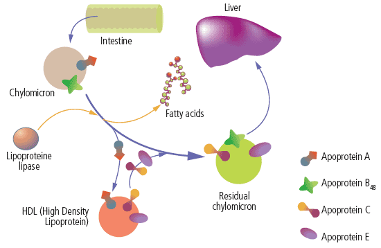 Chylomicron metabolism