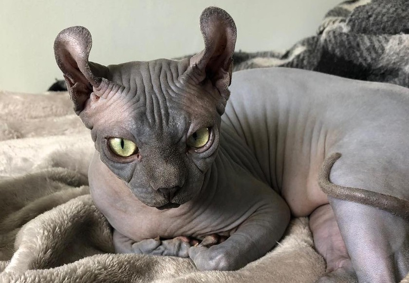 Порода Эльф – лысая кошка с загнутыми ушами