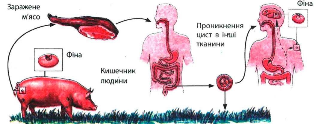 Свиной цепень хозяева. Цикл заражения свиного цепня. Схема заражения свиным цепнем. Жизненный путь свиного цепня. Свиньязараженный свиным цепне.