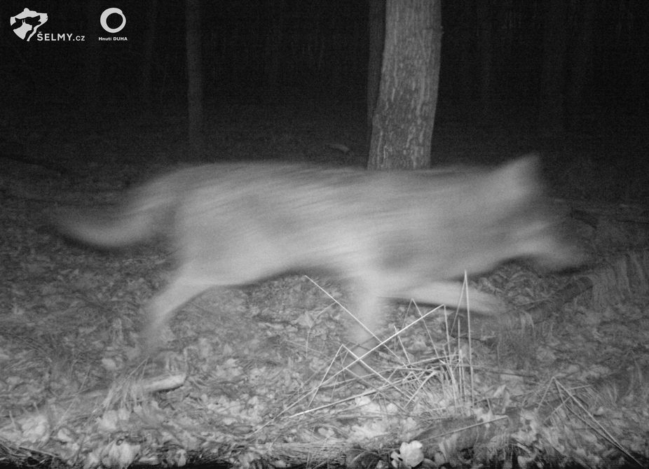 Vlk zachycený na jaře fotopastí v Litovelském Pomoraví; zdroj: Hnutí DUHA Šelmy
