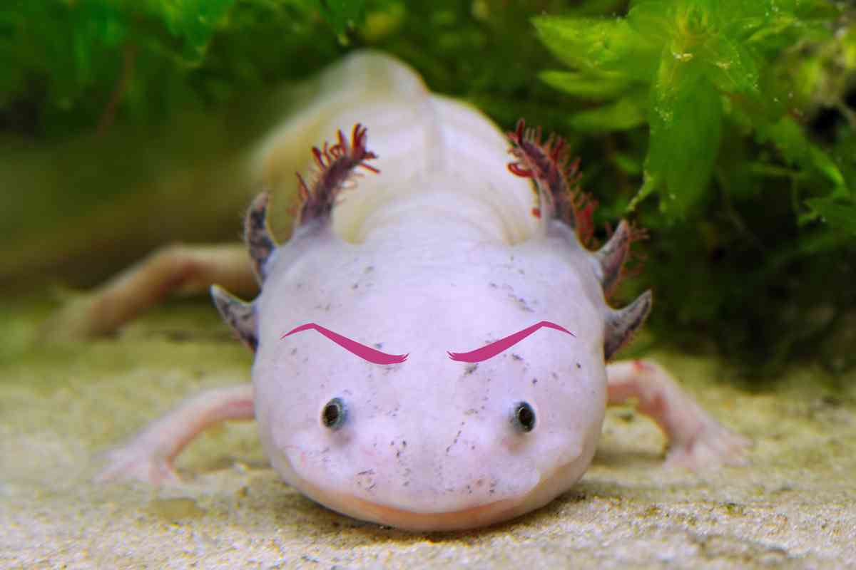 Axolotls