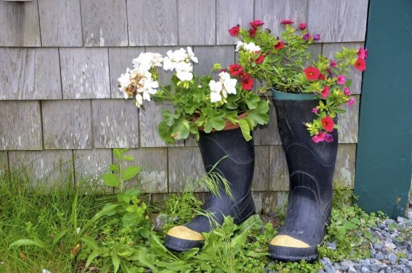 white and red flowered plants sprouting out of the top of two black rubber rain boots