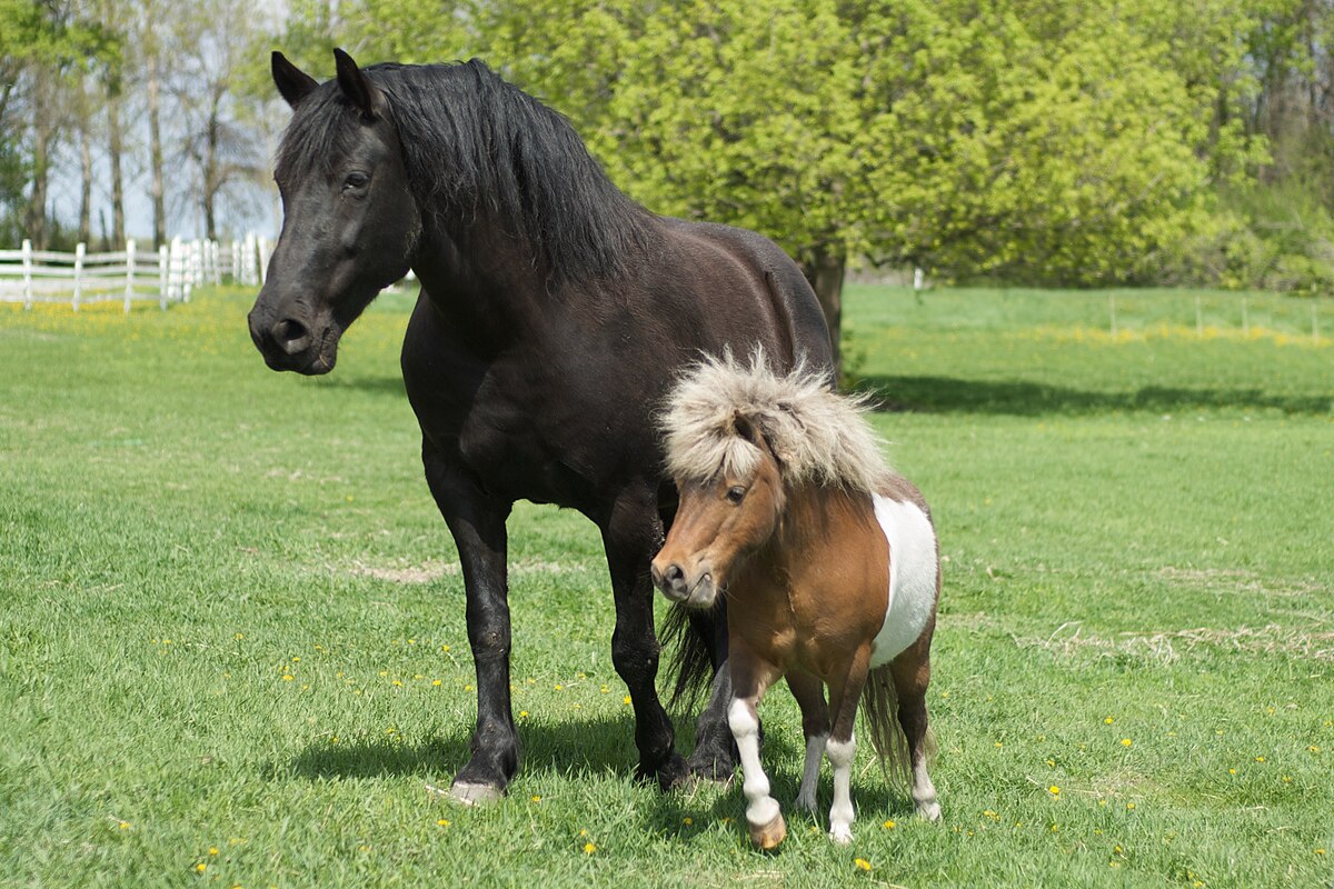 Miniature Horses In Solvang