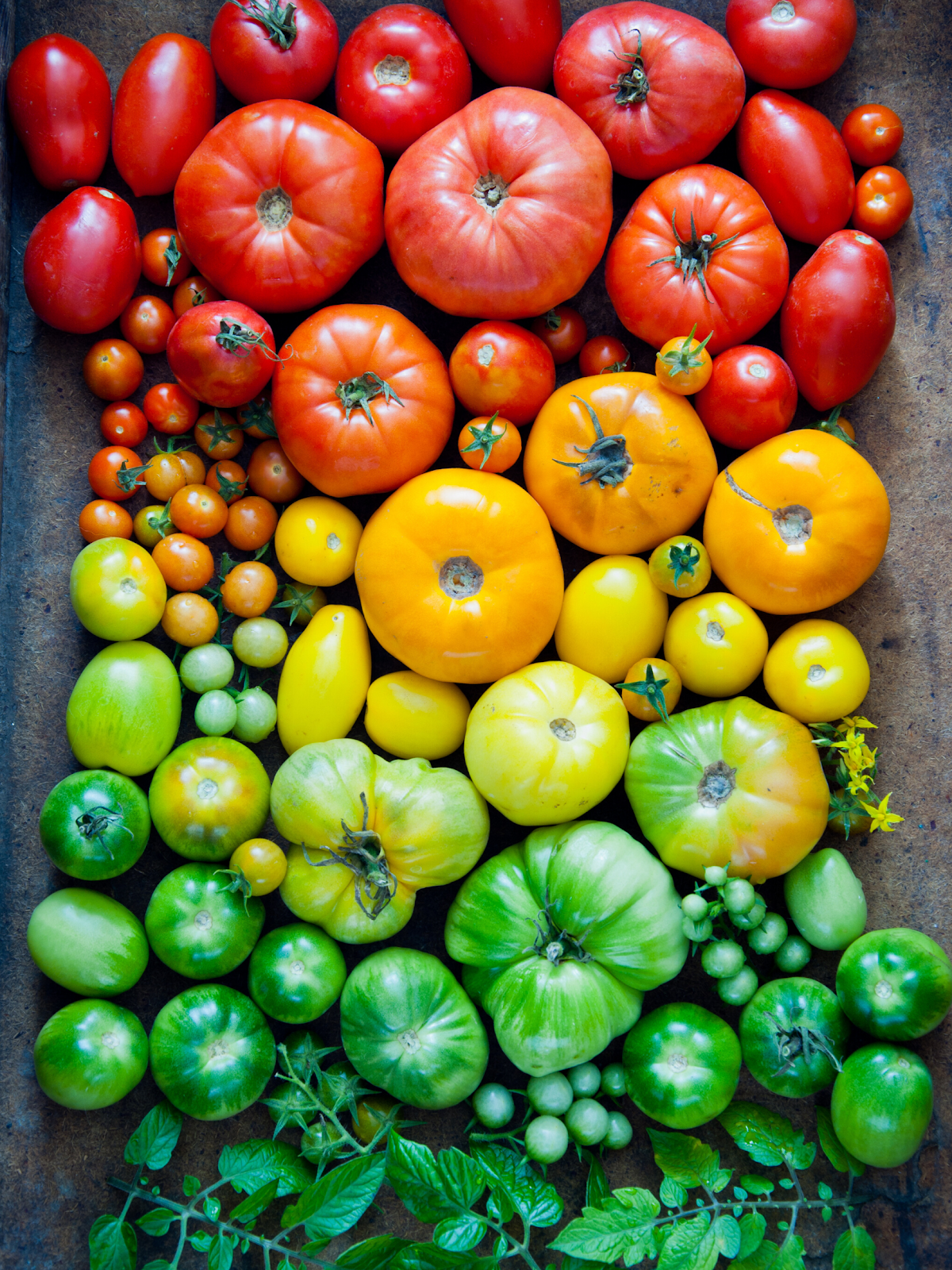 Tomates colorées