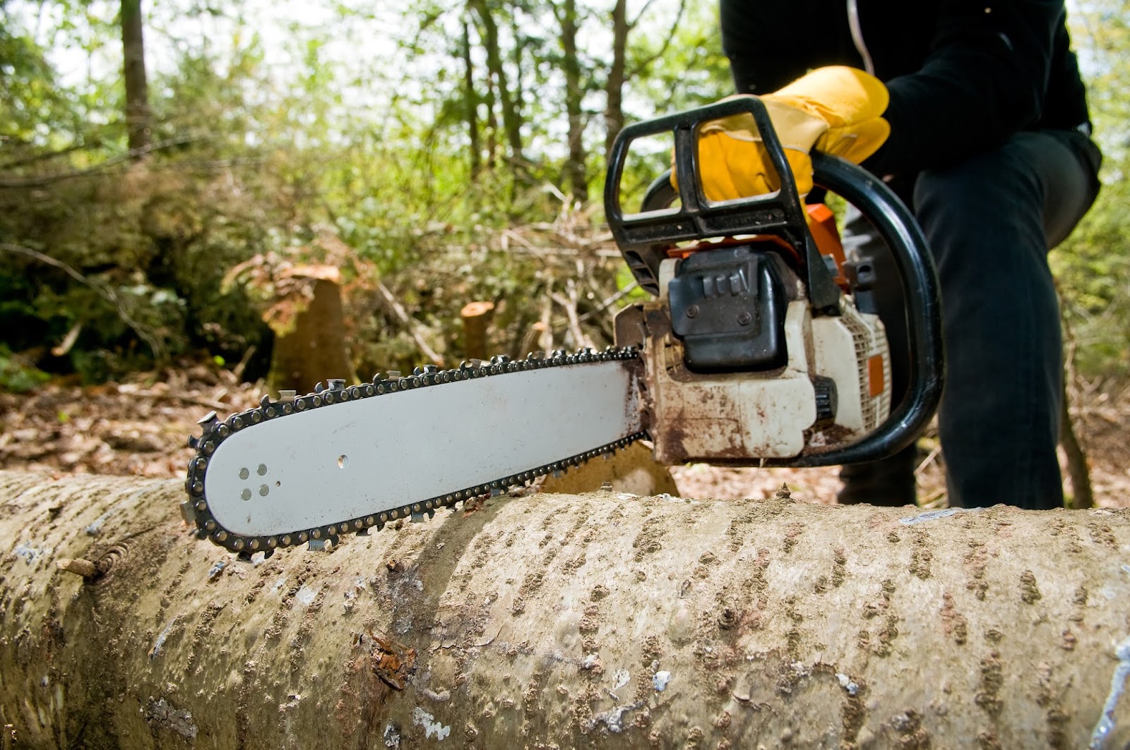 Cropped shot of logger slicing tree with chainsaw