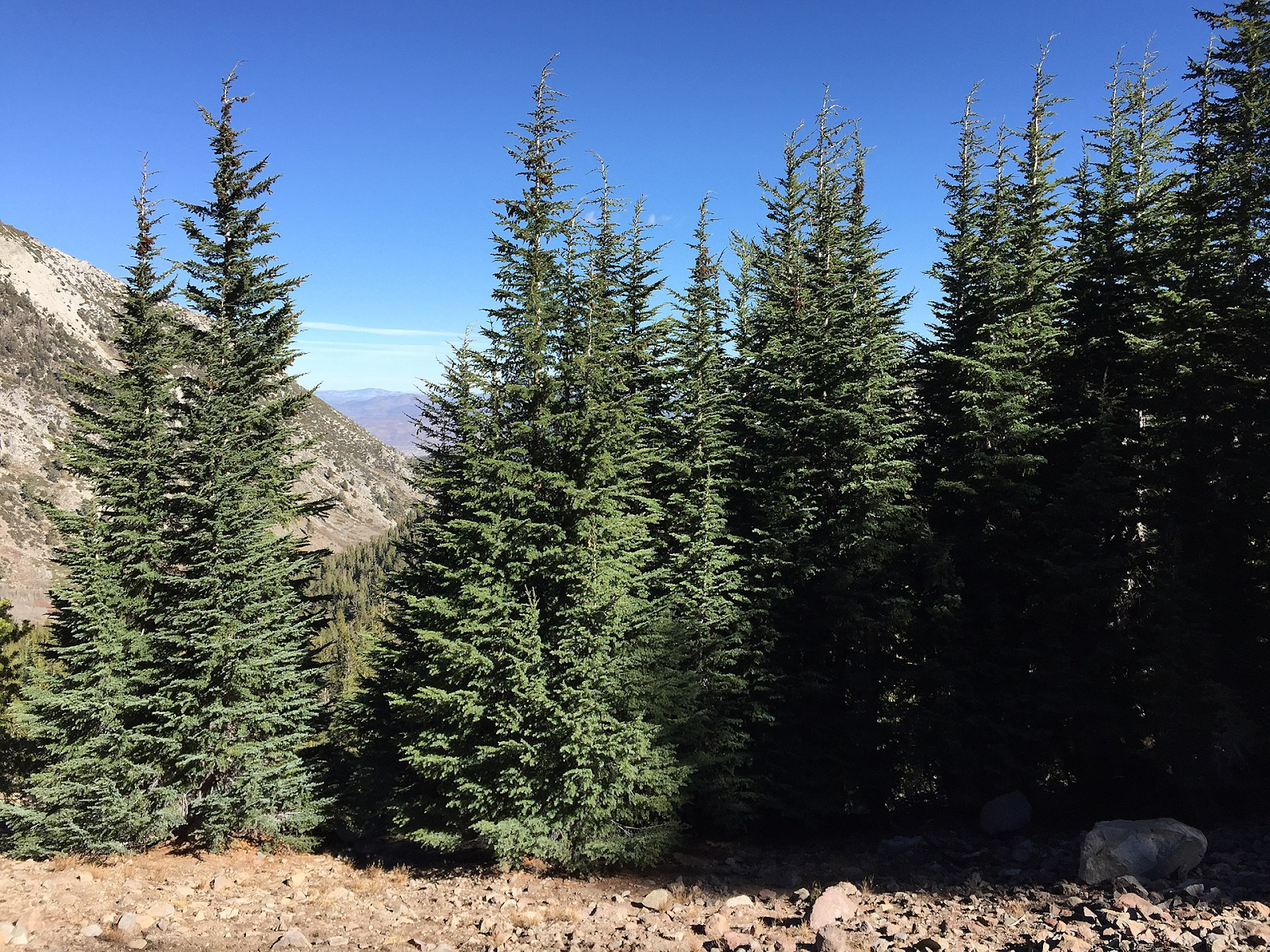 Pros and Cons of Using Hemlock as Firewood