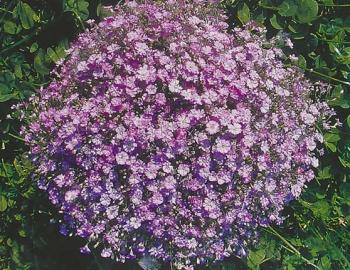 Image result for gypsophila gypsy pink