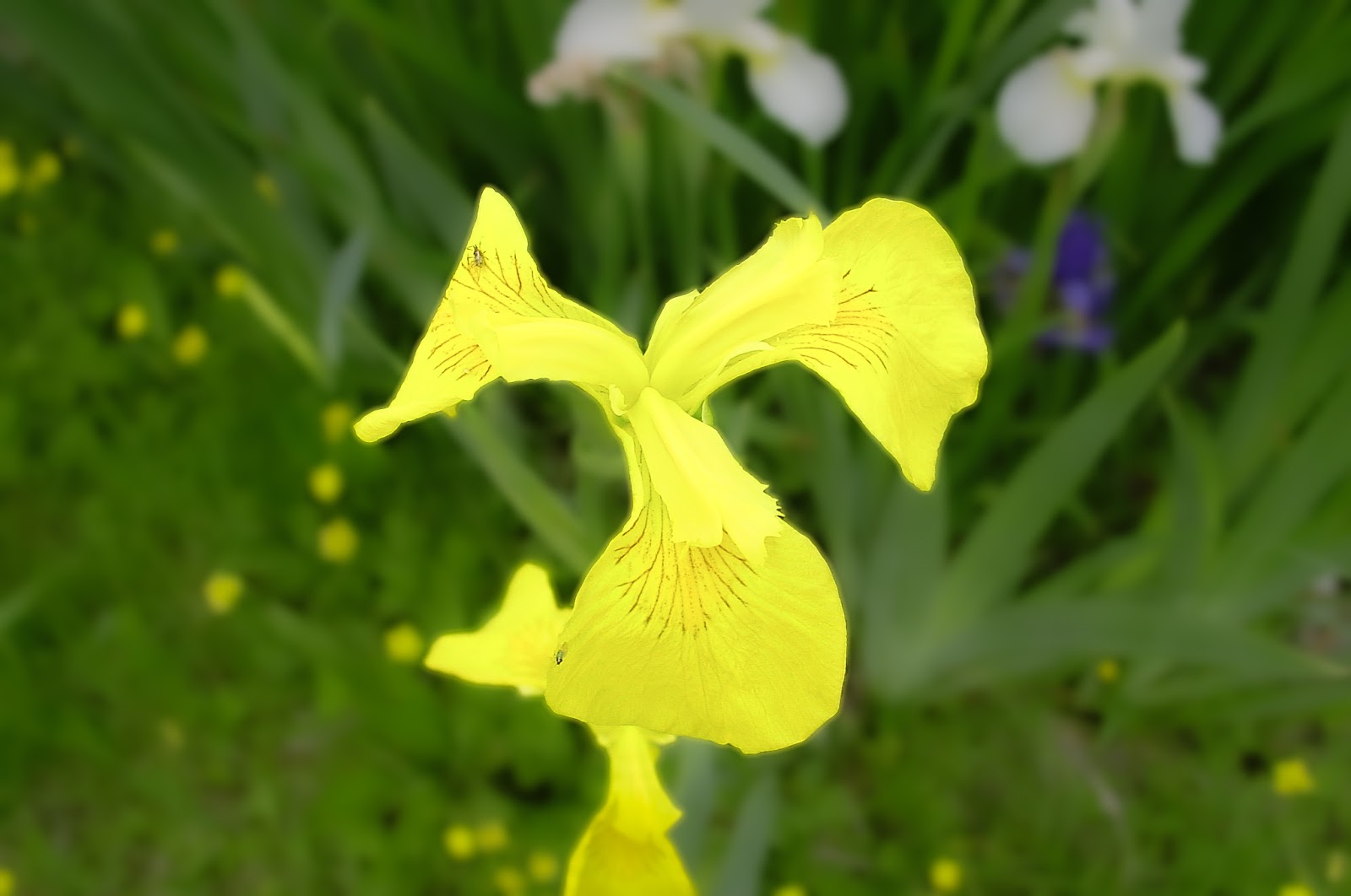 A yellow Iris with small brown veins