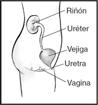 Diagrama lateral de las vías urinarias de la mujer. Los letreros señalan el riñón, el uréter, la vejiga, la uretra y la vagina.