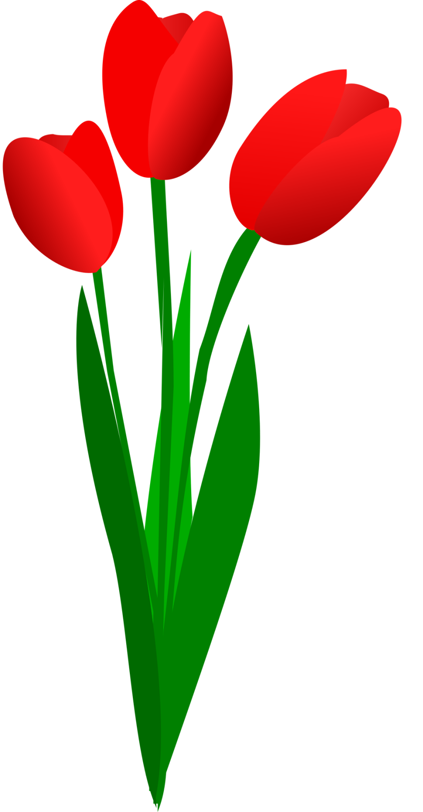 Illustration of red tulips