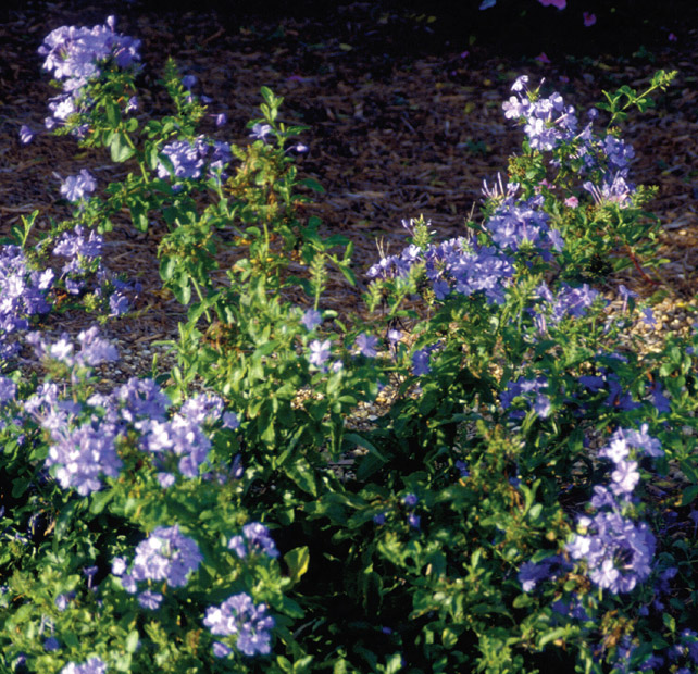 Plumbago auriculata.