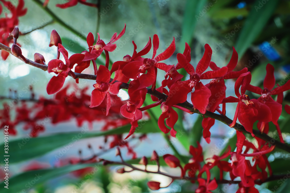 Red Orchids: Love and Passion