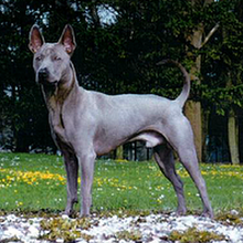 La génétique des couleurs chez le chien B0b9rD0CqzCHBYoDiJQlqOhe_ukQkrxFVbby6JRx-Ro=s220-p-no