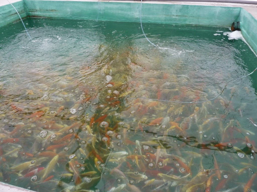 Le bureau de l'AFC en déplacement à la pisciculture. B13nPxh5kEBSQmlF7SBIzRMpsbGpkRYgWbM5w2FFoLI=w1176-h882-no