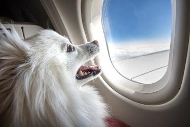 狗狗搭飛機