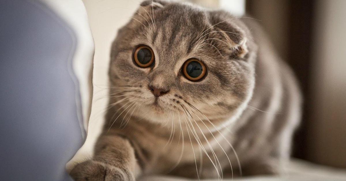 ส่อง 10 สายพันธุ์แมว ที่แพงที่สุดในโลก จนทาสแมวต้องปาดน้ำตา 8