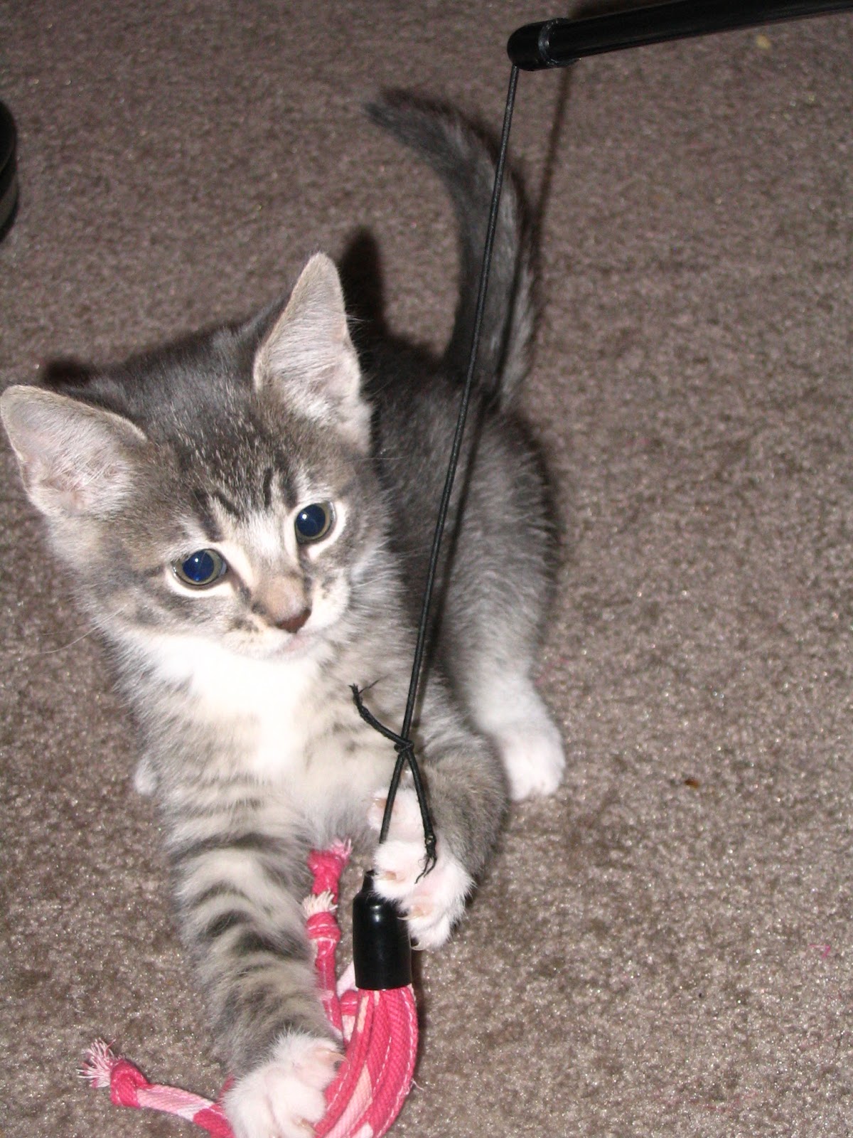 File:Tabby kitten playing with