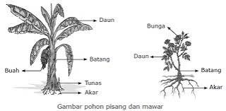 Image result for kartun pohon pisang beserta akarnya