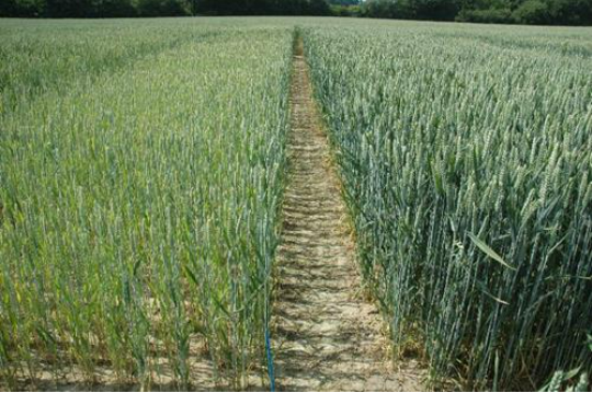 Redução no número de perfilhos em plantas de trigo devido a deficiência de nitrogênio