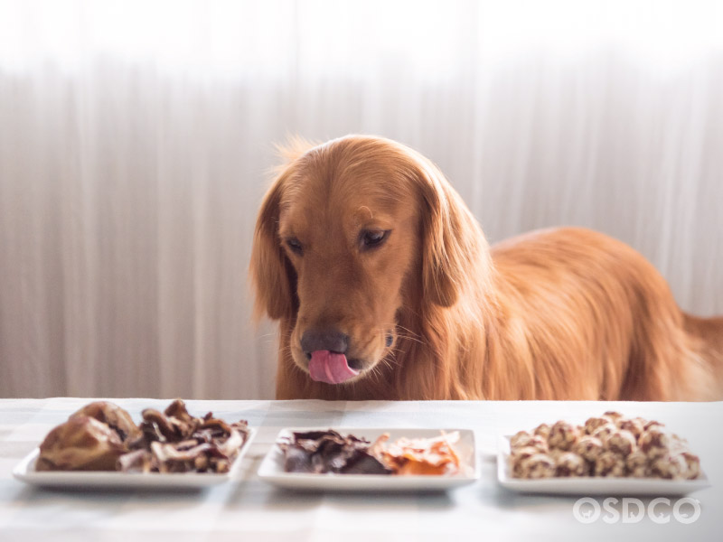 จะเปลี่ยนอาหารสุนัขต้องเตรียมตัวอย่างไร