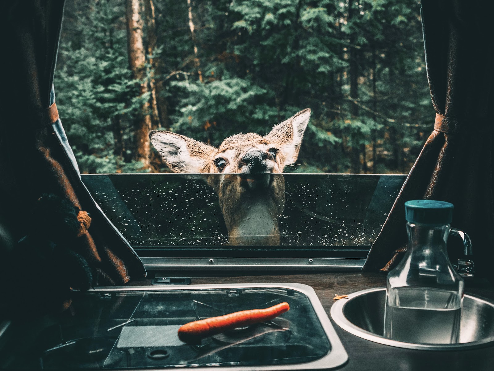 Deer looking in camper van window