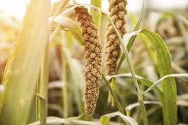 Image result for millet