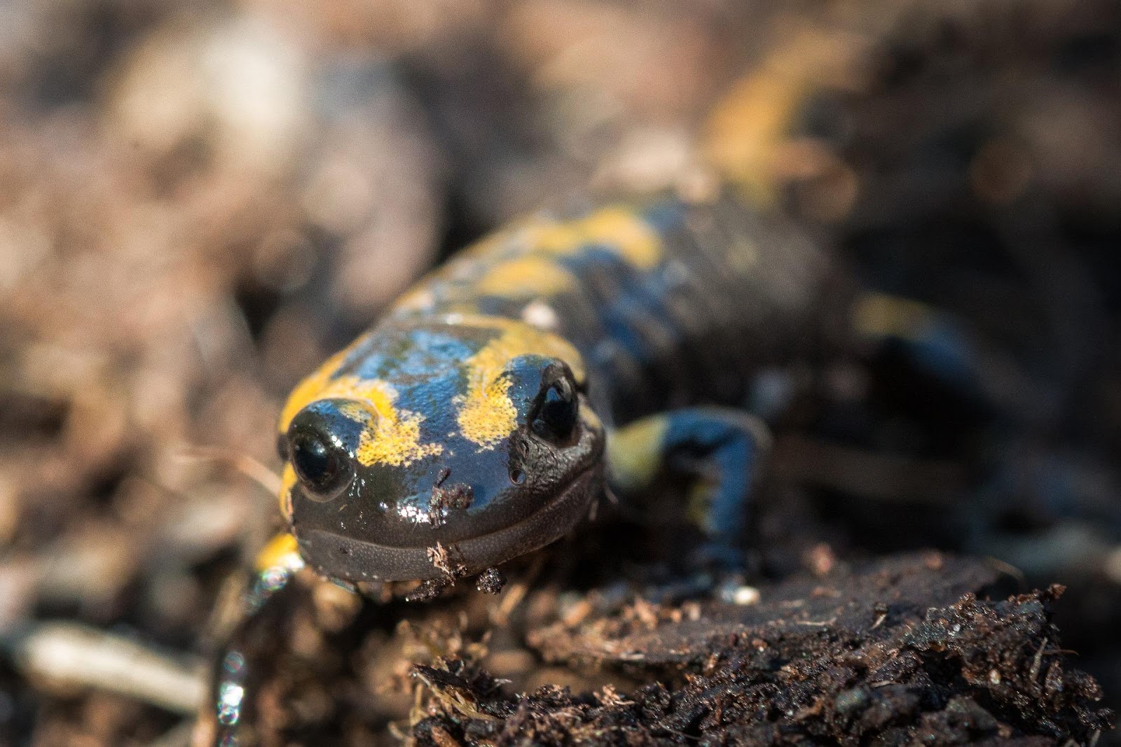 An image of a smiling salamander.