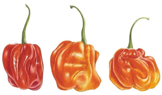 D:\0 wd yedek\acr yedek\1 film indirme\botanicheskaya_illyustraciya2_files\image115.jpg