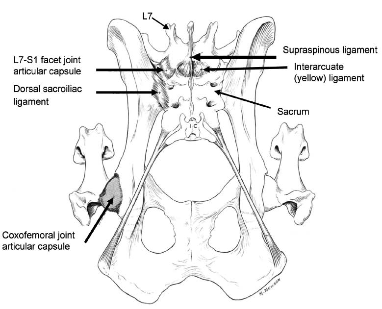 A schematic drawing of the anatomy of the lumbosacral junction