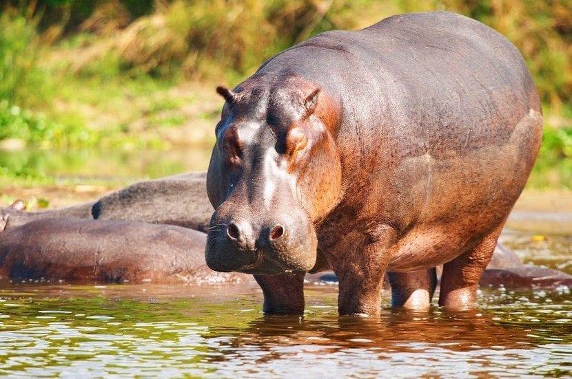 Hipopótamo del Nilo