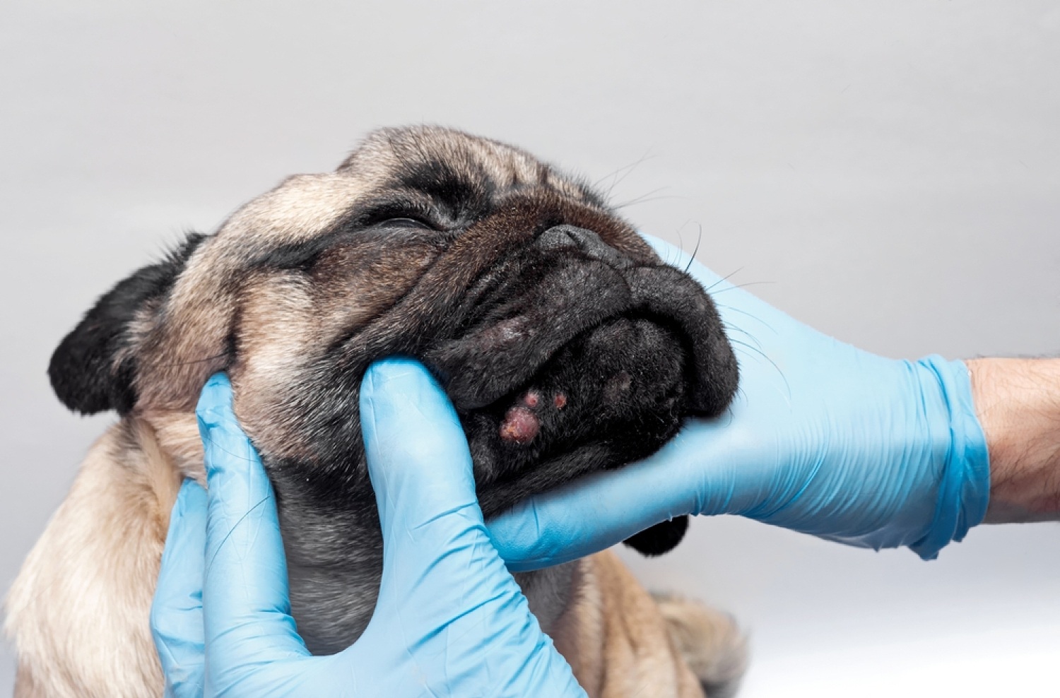 Can Dogs Get Pimples? - Acne in Dogs 7 B9dJTB9gu