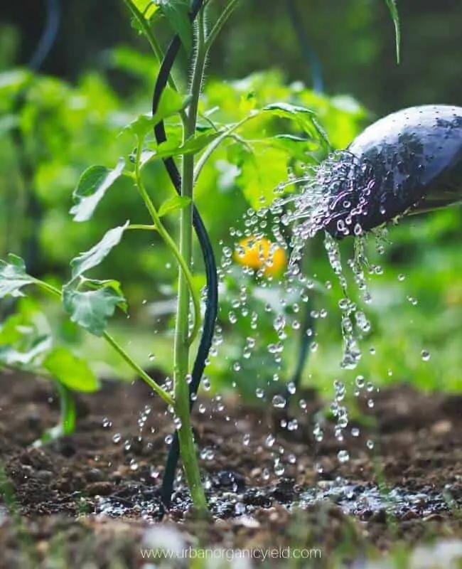 Should you fertilize after transplanting?