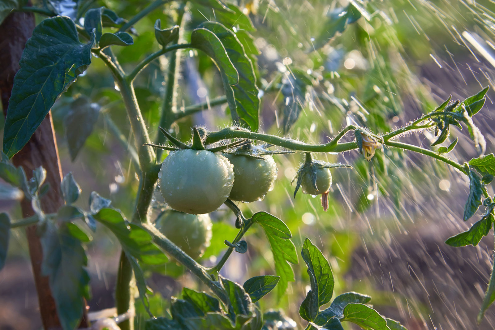 tomato-plant-stems-care