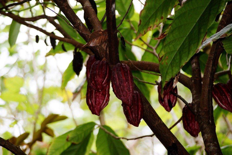 Cocoa, Nature, Leaf, Branches, Tree, Reunion Island