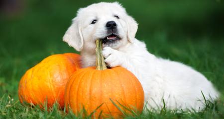 Homemade remedies for dogs - dog with pumpkin