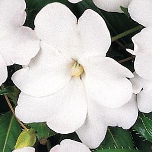 Image result for impatiens ng celebration white