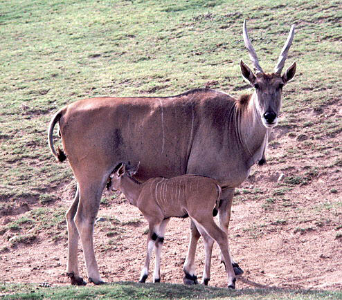 Female Patterson's eland with young