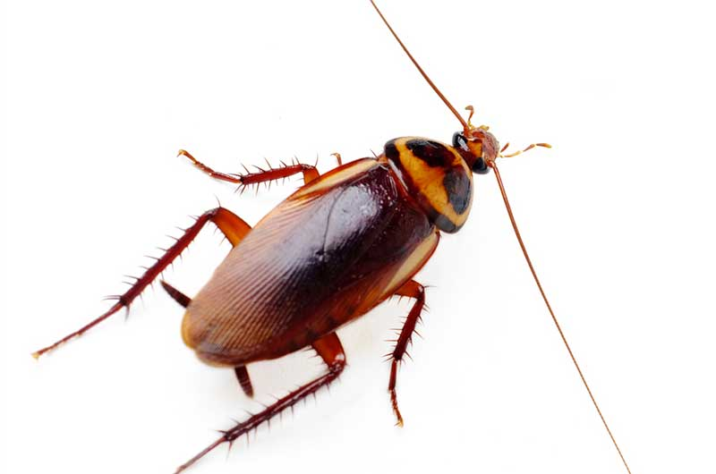 Cockroaches in Utah | Weather, Types, Habitat