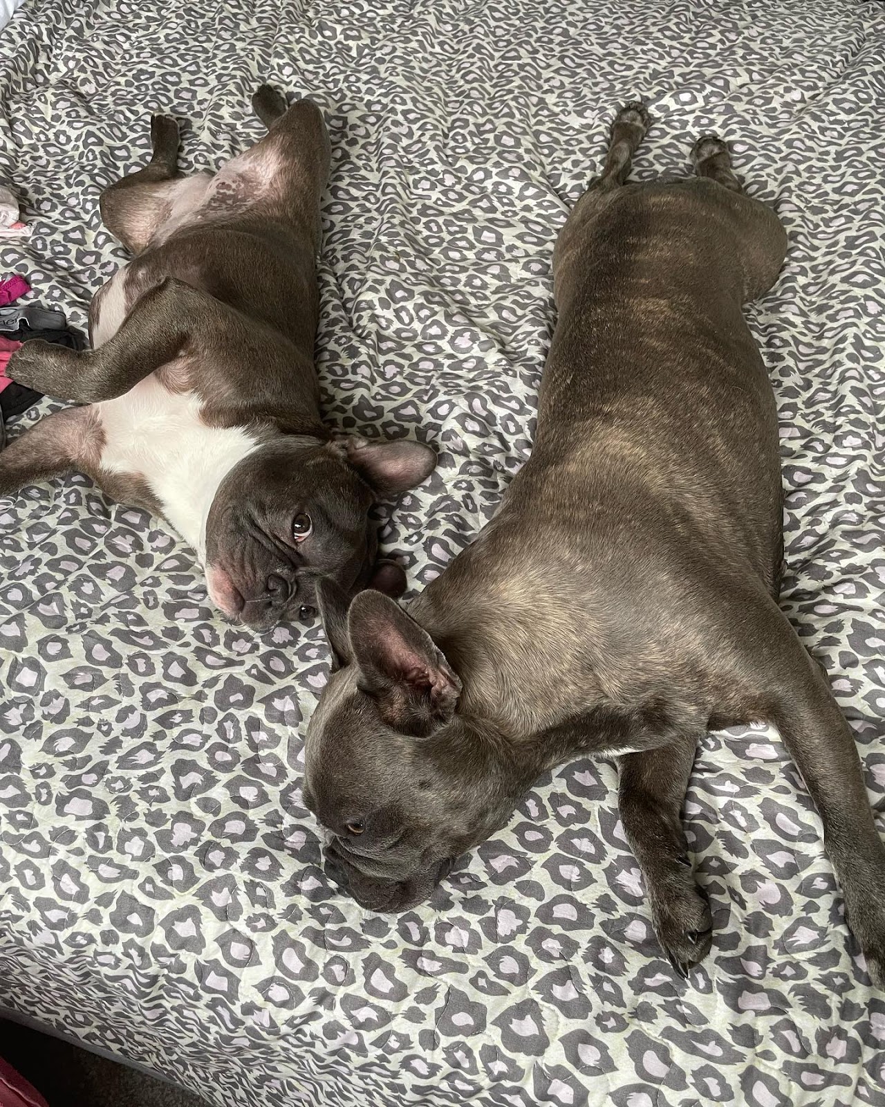 Aways touching… always napping ????????????
.
.
.
#frenchie #frenchbulldog #french_bulldogs #frenchiesociety #bluebrindle #love #phototoftheday #brindlesofinstagram #happy #puppylove #frenchbulldogpuppy #picoftheday #bluebrindlefrenchbulldog ##bluebrindlefrenchie #frenchiephotos #frenchielife #frenchiegram #frenchieofig #pictureoftheday #frenchiegang #bluefrenchie #bluefrenchiesofinstagram #bluefrenchbulldog  #instafrenchie #dogsofinstagram #puppiesofinstagram